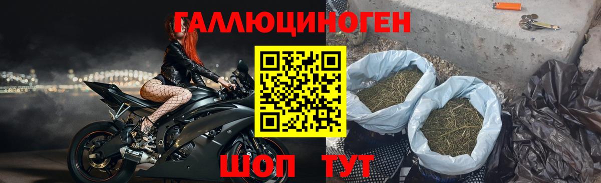 Псилоцибиновые грибы Psilocybe  Вход с VPN  Гатчина 